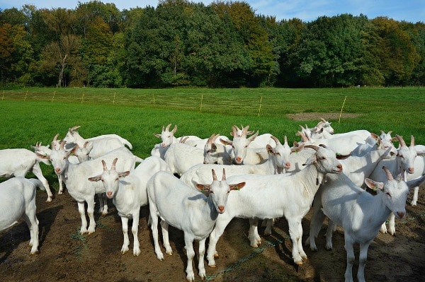 goat-farming